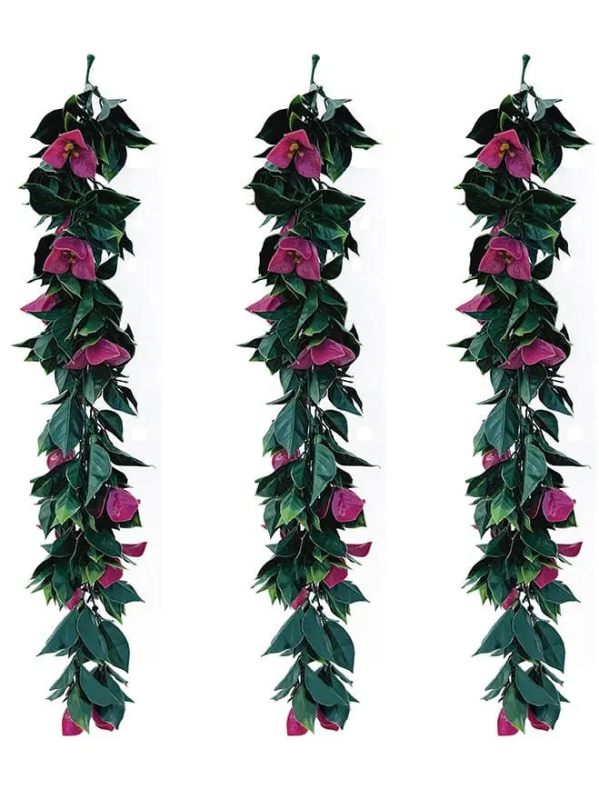 Parthenocissus Tricuspidata (Pack of 3) My Store