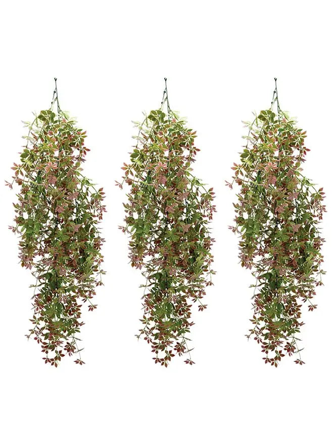 Gynostemma Pentaphyllum Hanging Bush (Pack of 3) My Store