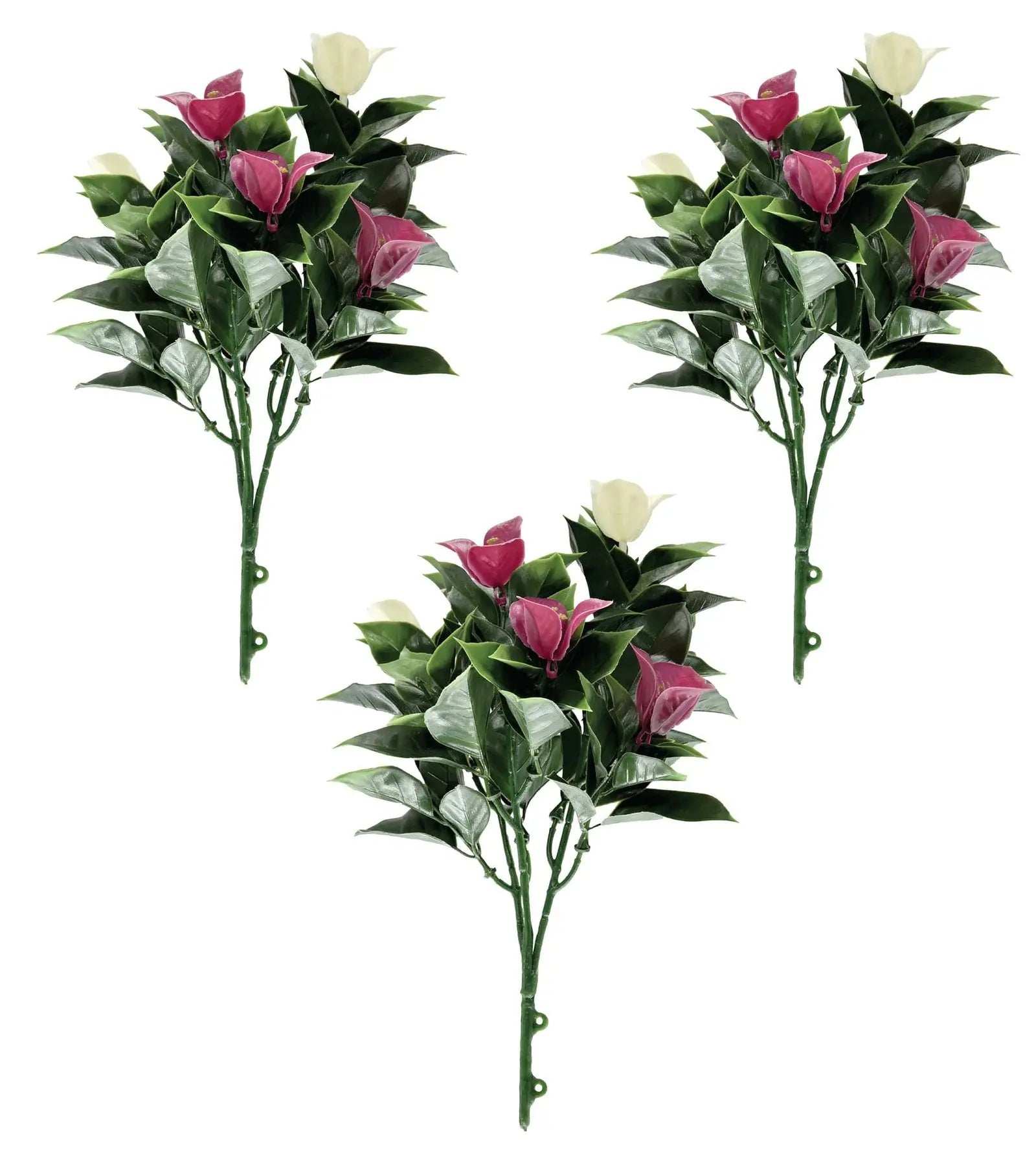 bougainvillea Glabra Plant Bunch | Pack of 3 My Store