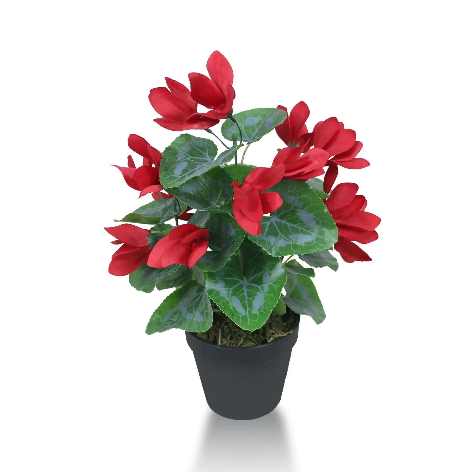 Cyclamen Plant Artificial With Basic Pot || 38cm Height II Color: Red Flower with Green Leaves My Store