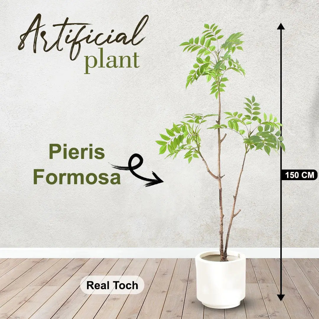 Pieris Formosa Plant (150cm) My Store