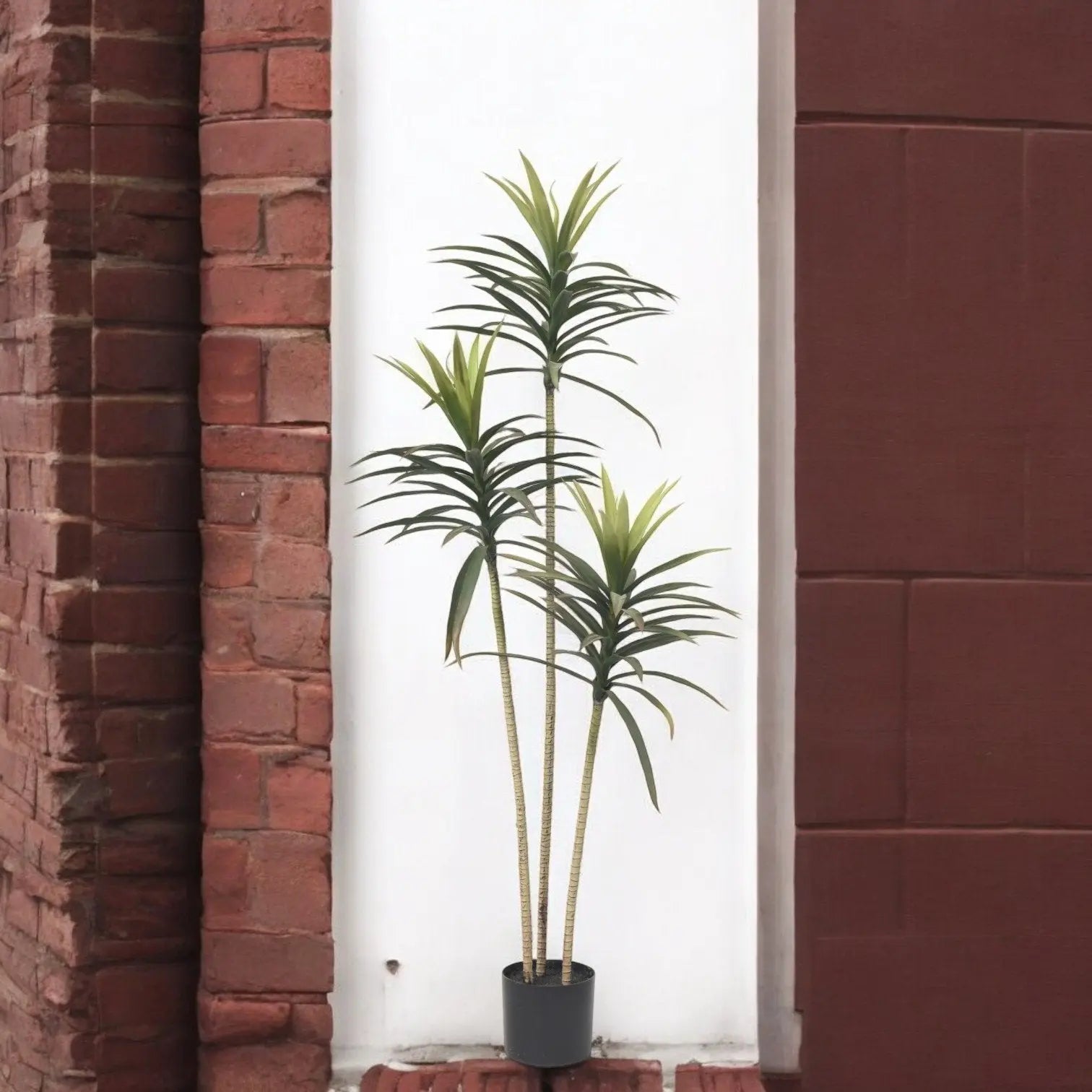 Enutrof Decor Yucca Tree (160 cm) My Store