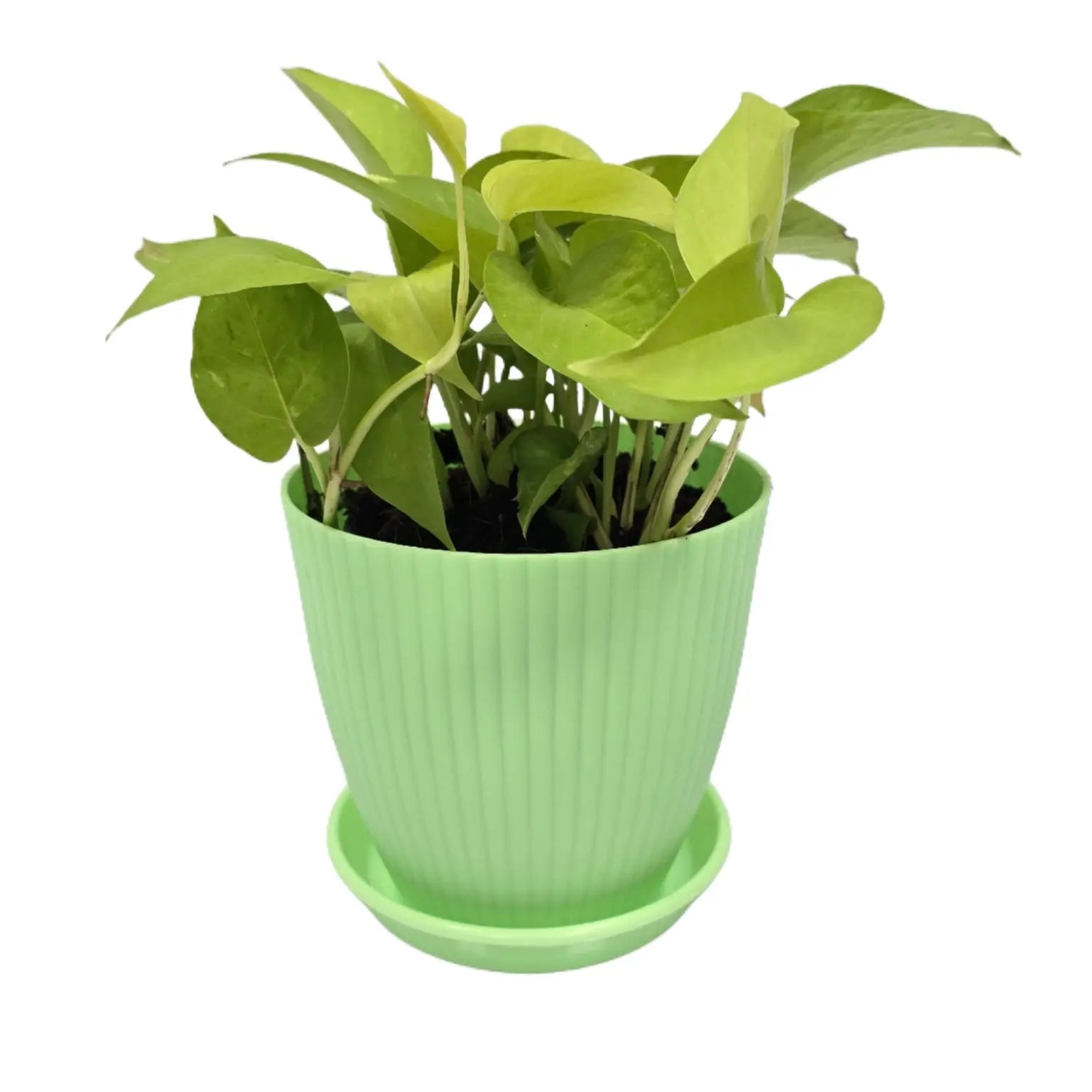 Money Plant with Rainbow Pot Enutrof Decor