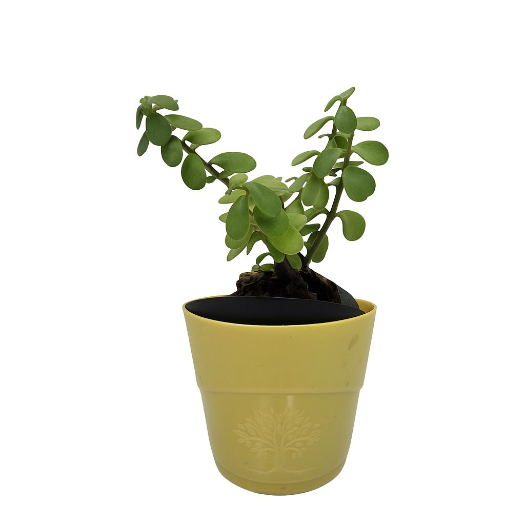 Enutrof Good Luck Jade Plant with Self-Watering Pot Enutrof Decor