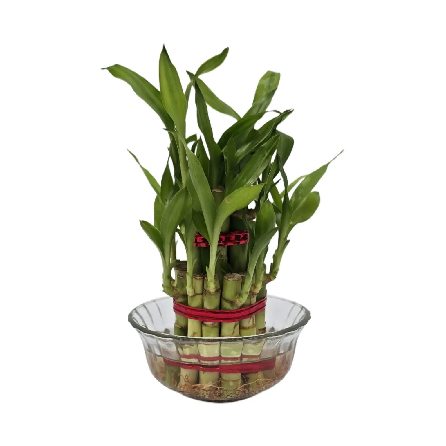 Enutrof Lucky Bamboo 2 Layer Feng Shui Plant – Green Color Enutrof Decor