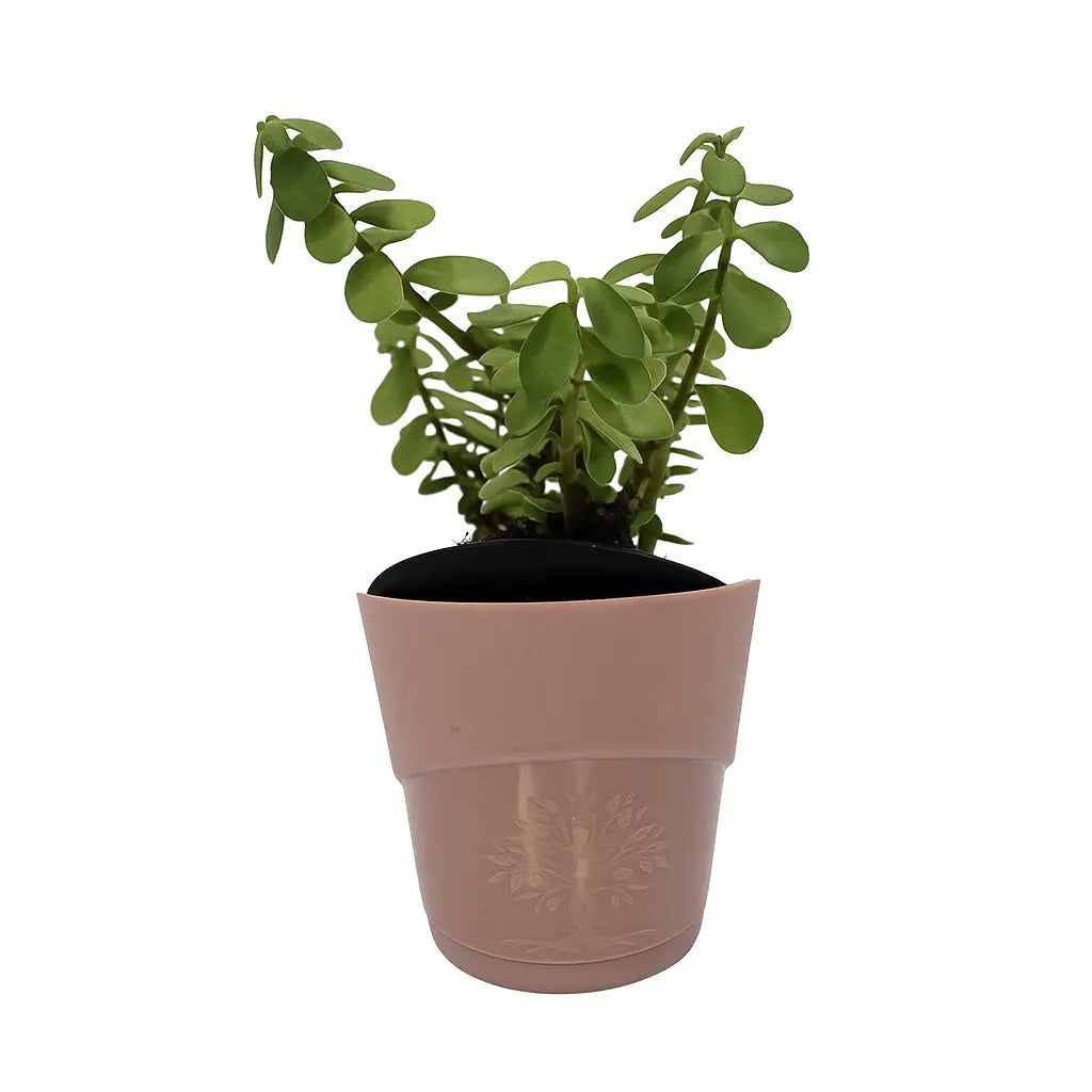 Enutrof Good Luck Jade Plant with Self-Watering Pot Enutrof Decor
