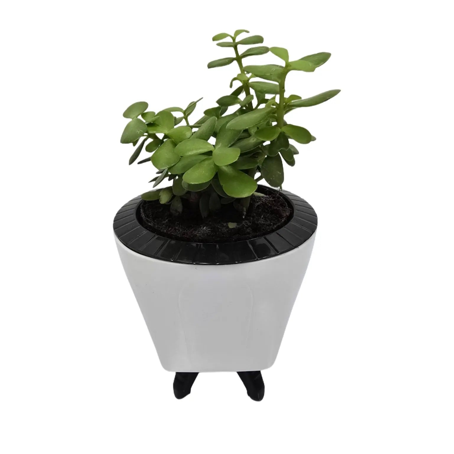 Enutrof Good Luck Jade Plant with Self-Watering Decorative Pot Enutrof Decor