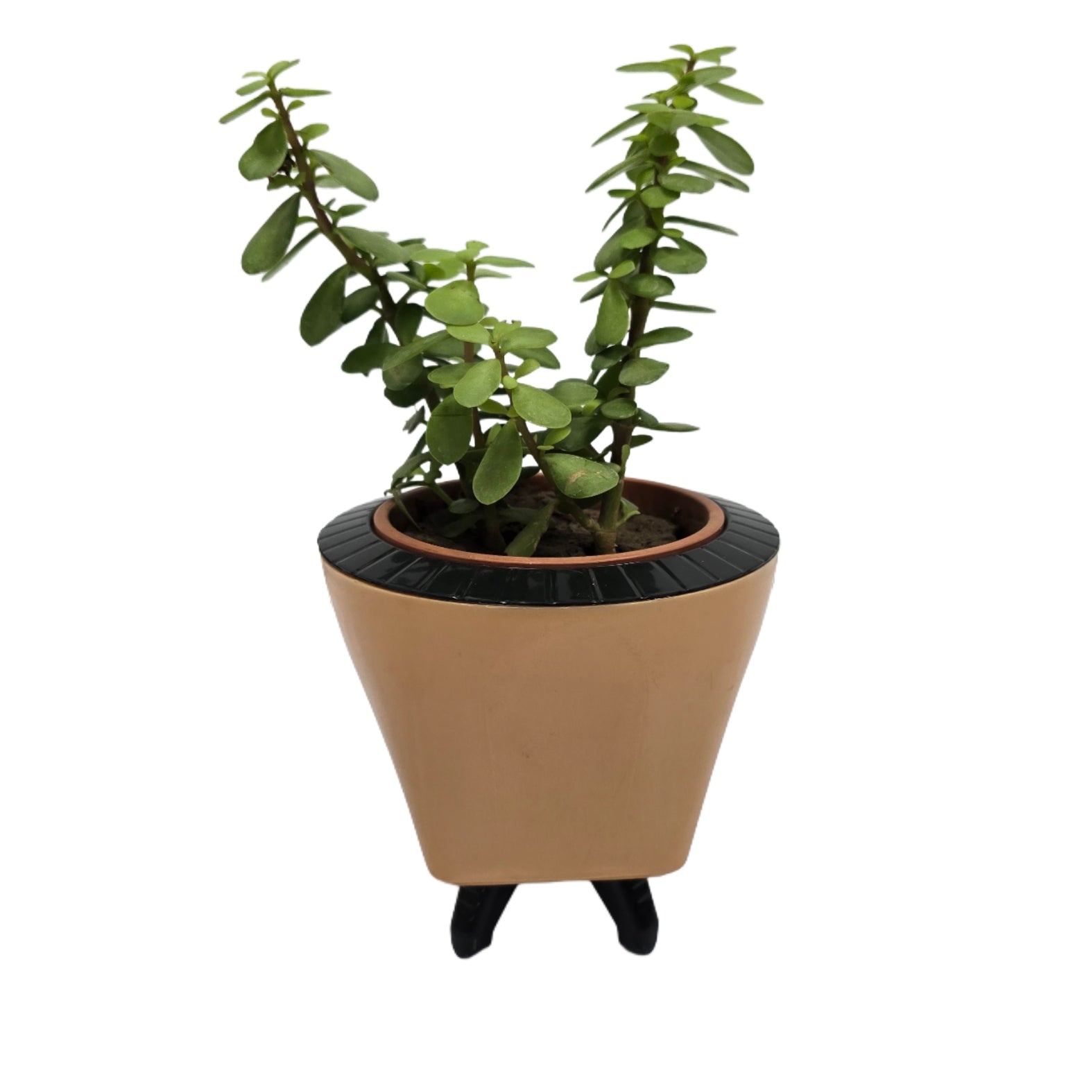Enutrof Good Luck Jade Plant with Self-Watering Decorative Pot Enutrof Decor