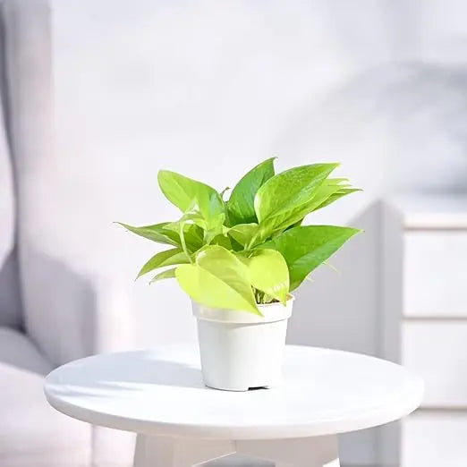 Enutrof Golden Money Plant Indoor with Self-Watering Pot (Gro Pot) Enutrof Decor