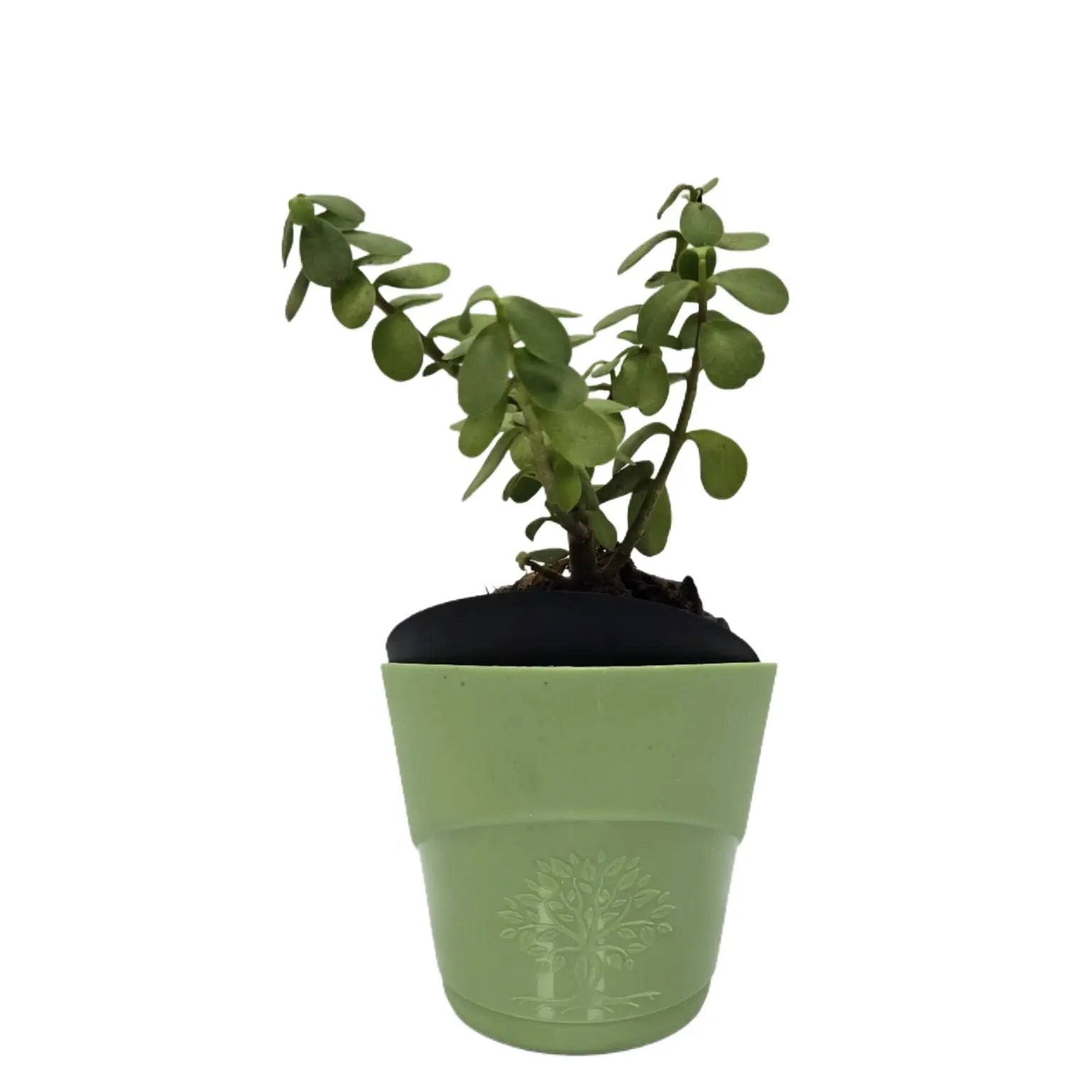 Enutrof Good Luck Jade Plant with Self-Watering Pot Enutrof Decor