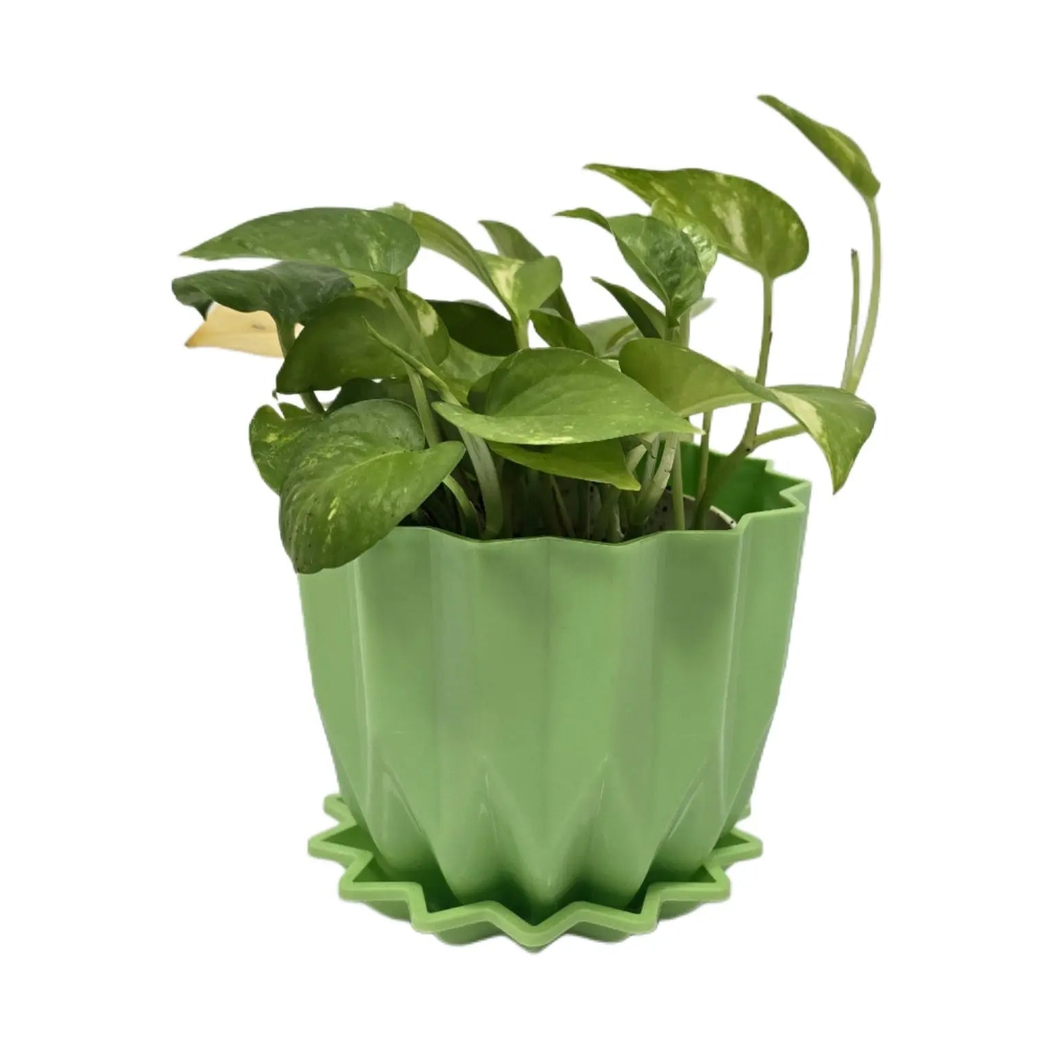 Enutrof Golden Money Plant Indoor with Self-Watering Flower Pot Enutrof Decor