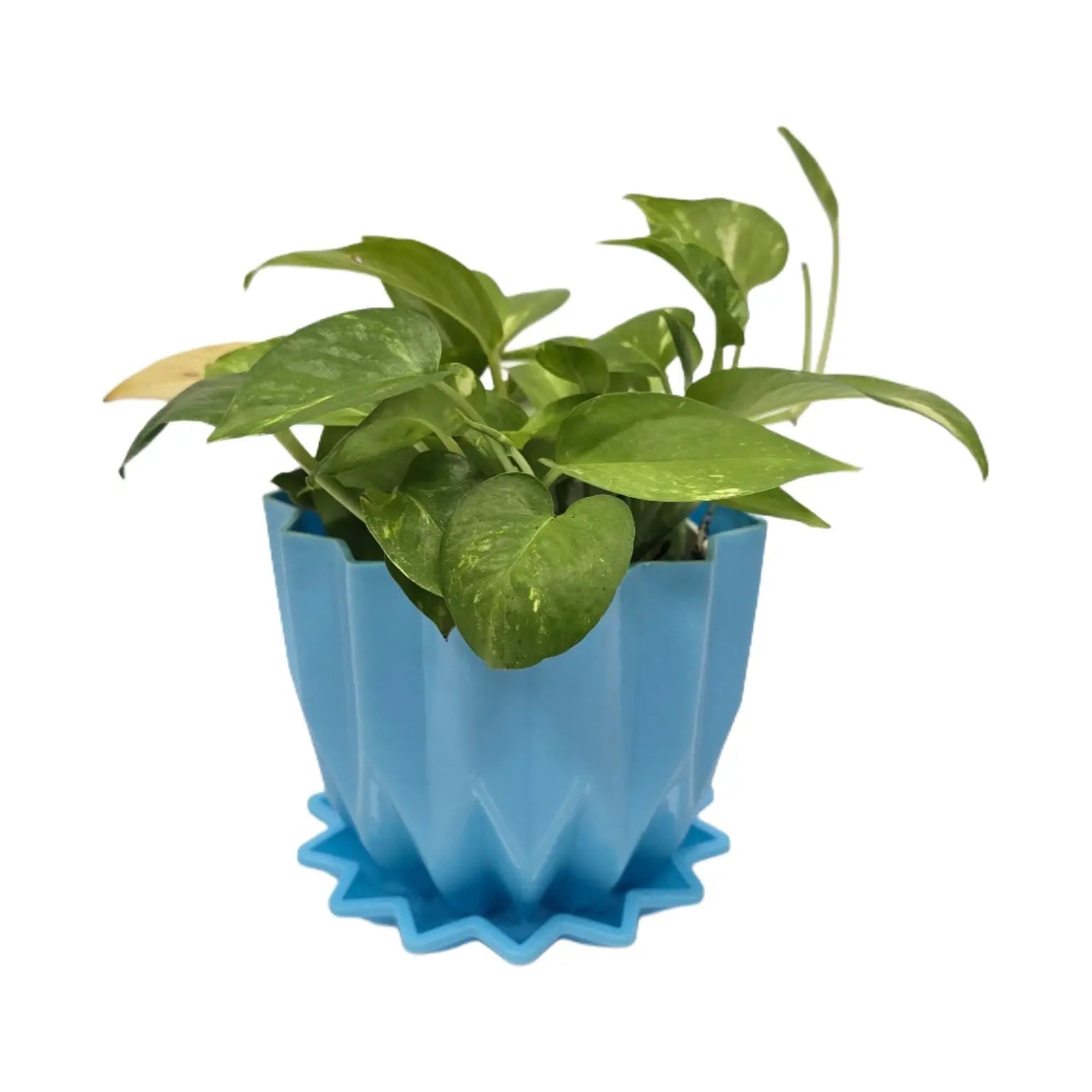 Enutrof Golden Money Plant Indoor with Self-Watering Flower Pot Enutrof Decor