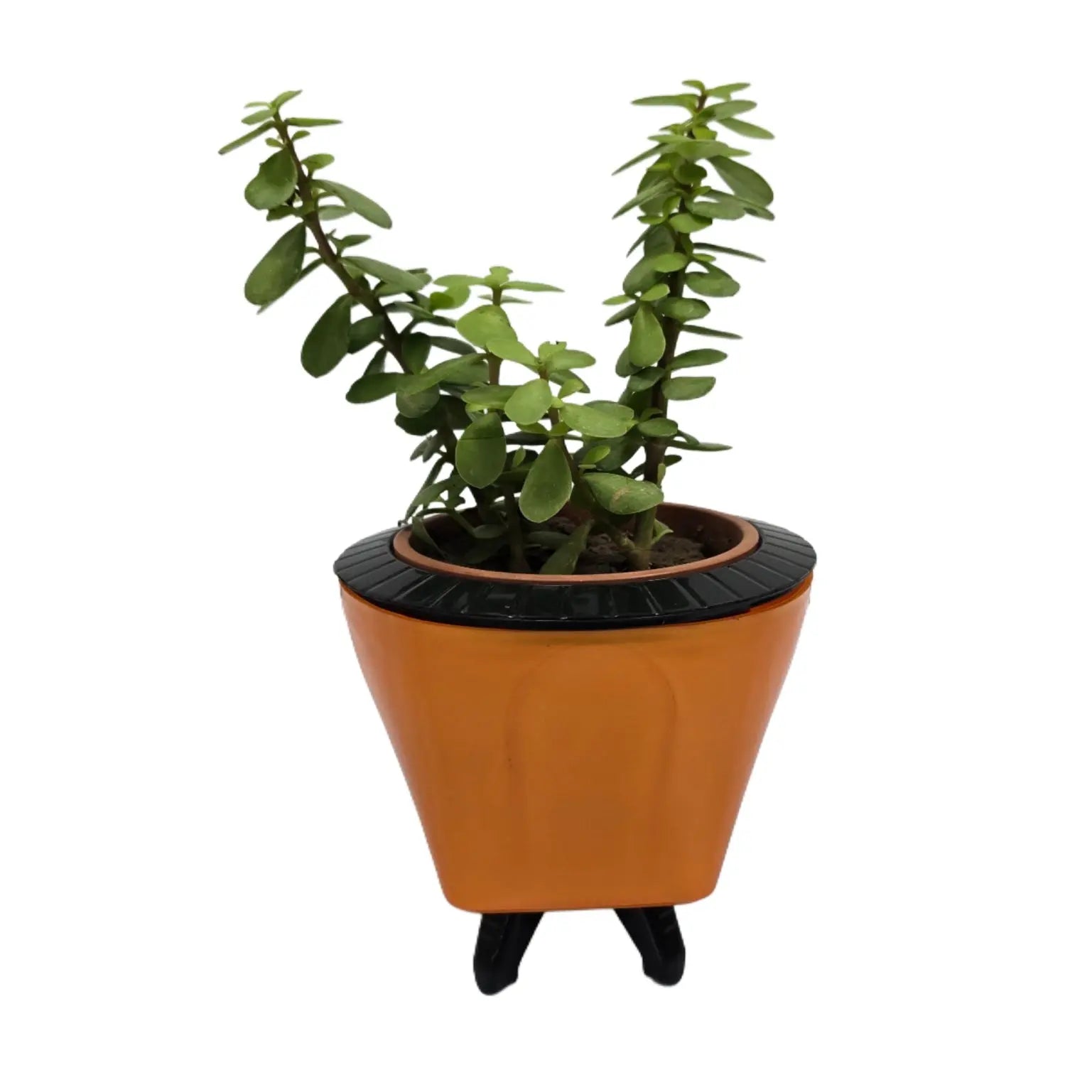 Enutrof Good Luck Jade Plant with Self-Watering Decorative Pot Enutrof Decor
