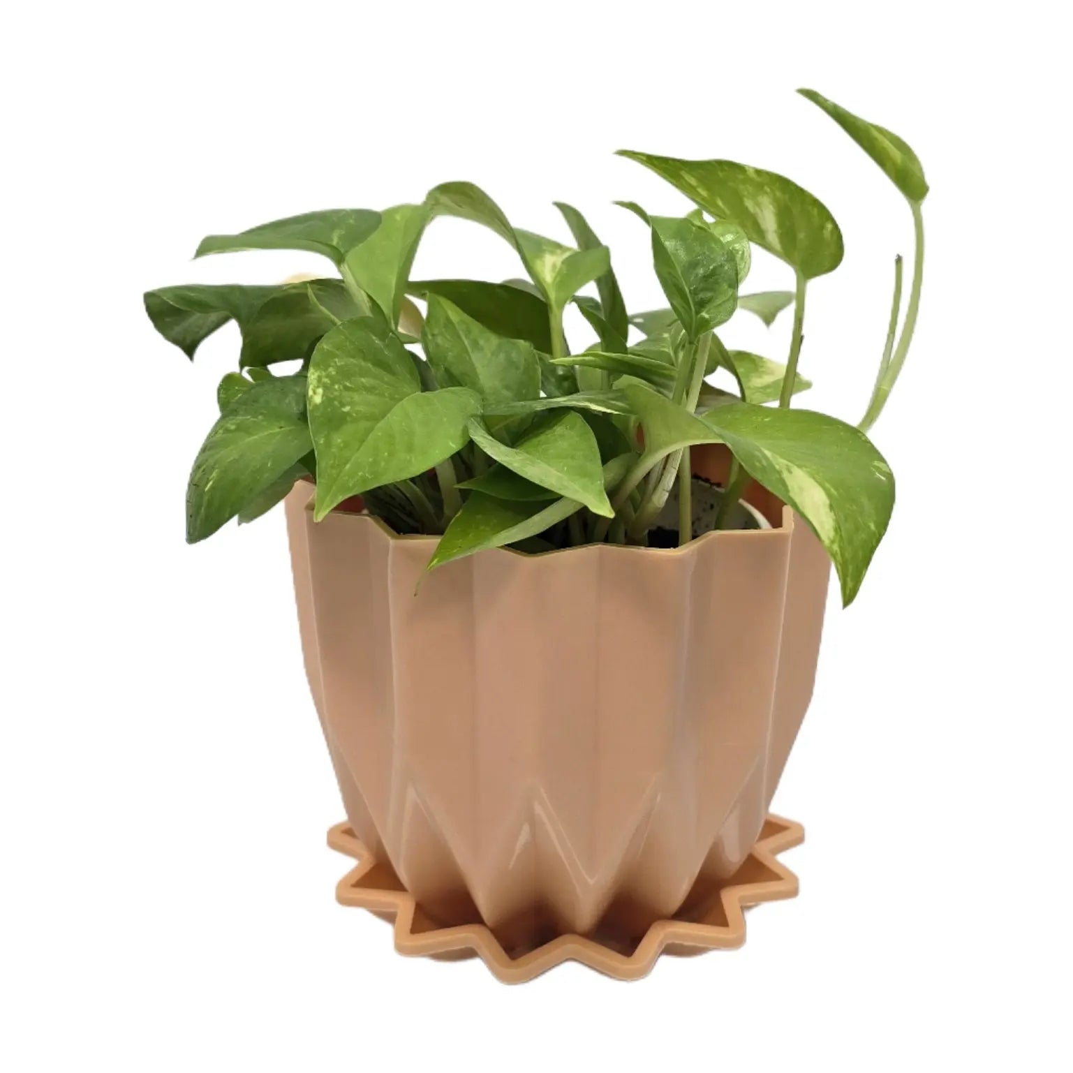 Enutrof Golden Money Plant Indoor with Self-Watering Flower Pot Enutrof Decor