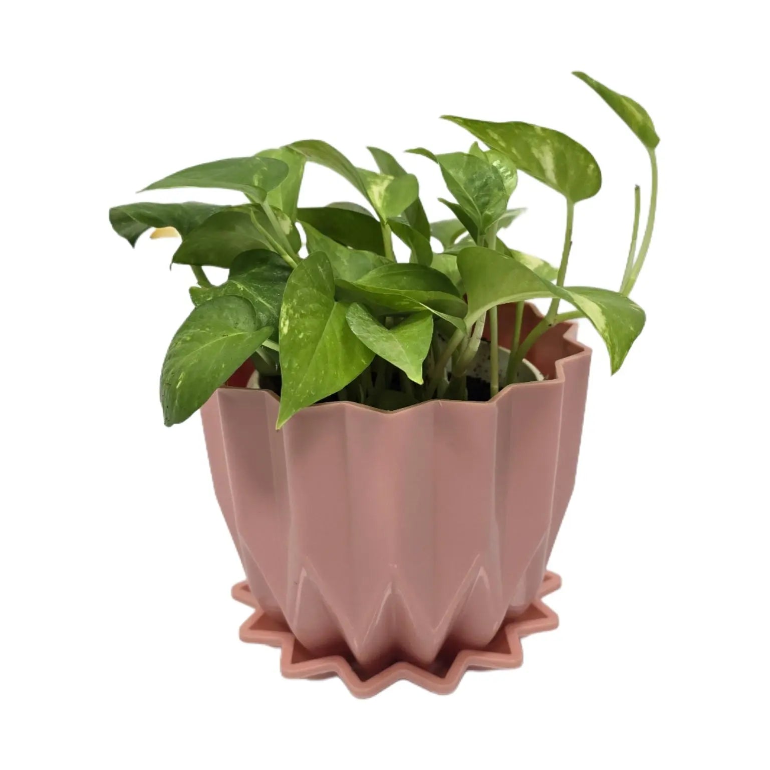 Enutrof Golden Money Plant Indoor with Self-Watering Flower Pot Enutrof Decor