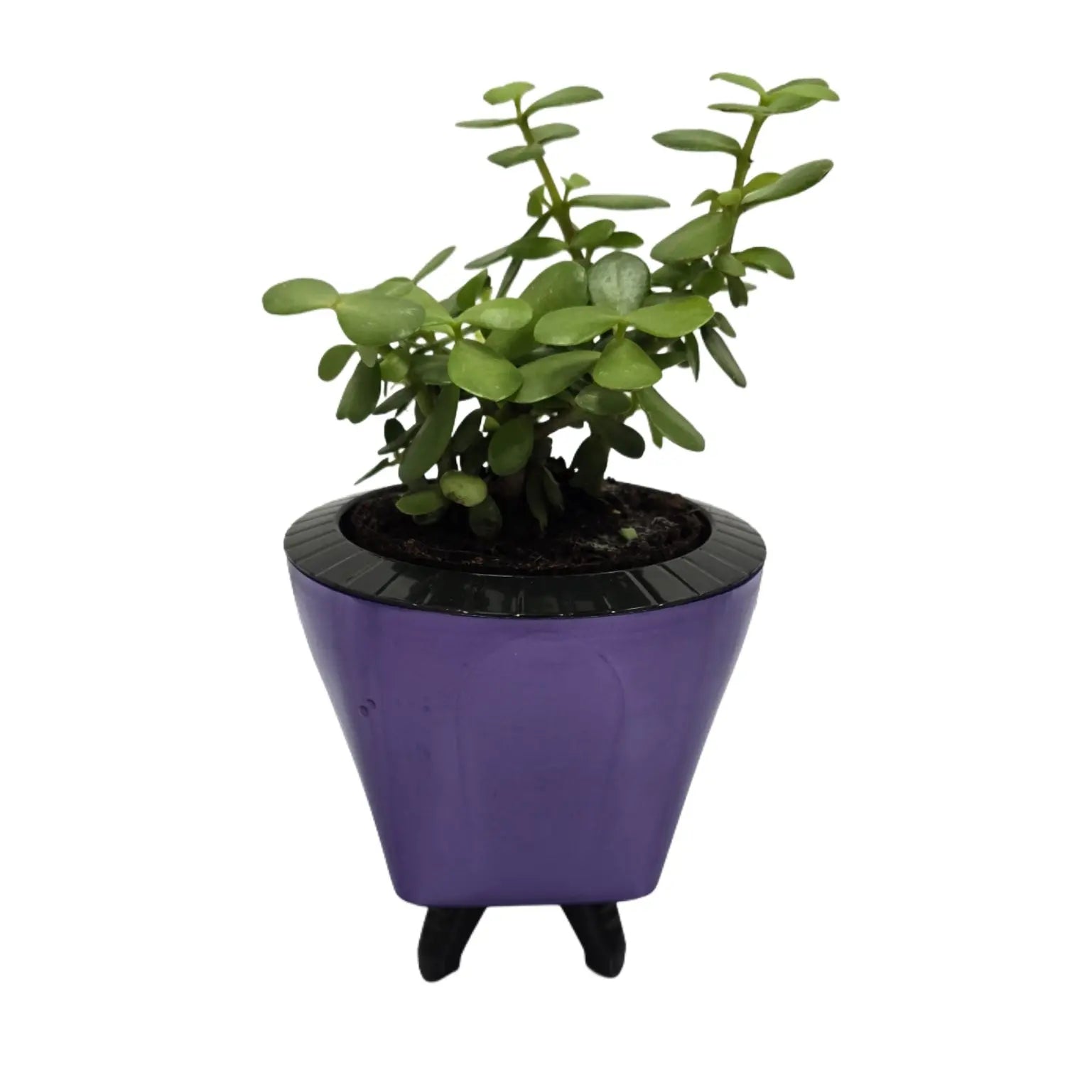 Enutrof Good Luck Jade Plant with Self-Watering Decorative Pot Enutrof Decor