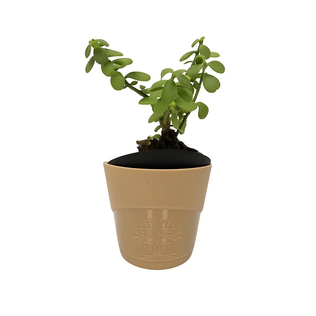 Enutrof Good Luck Jade Plant with Self-Watering Pot Enutrof Decor
