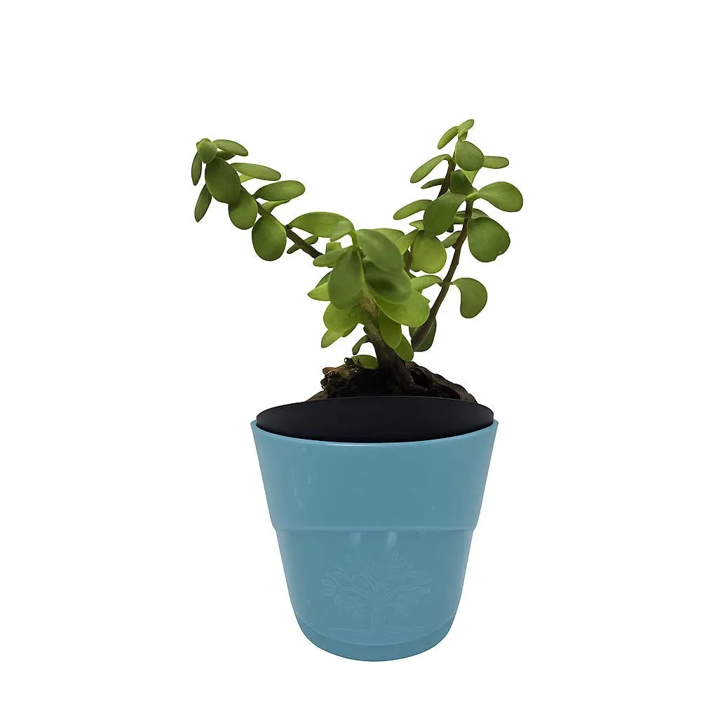 Enutrof Good Luck Jade Plant with Self-Watering Pot Enutrof Decor