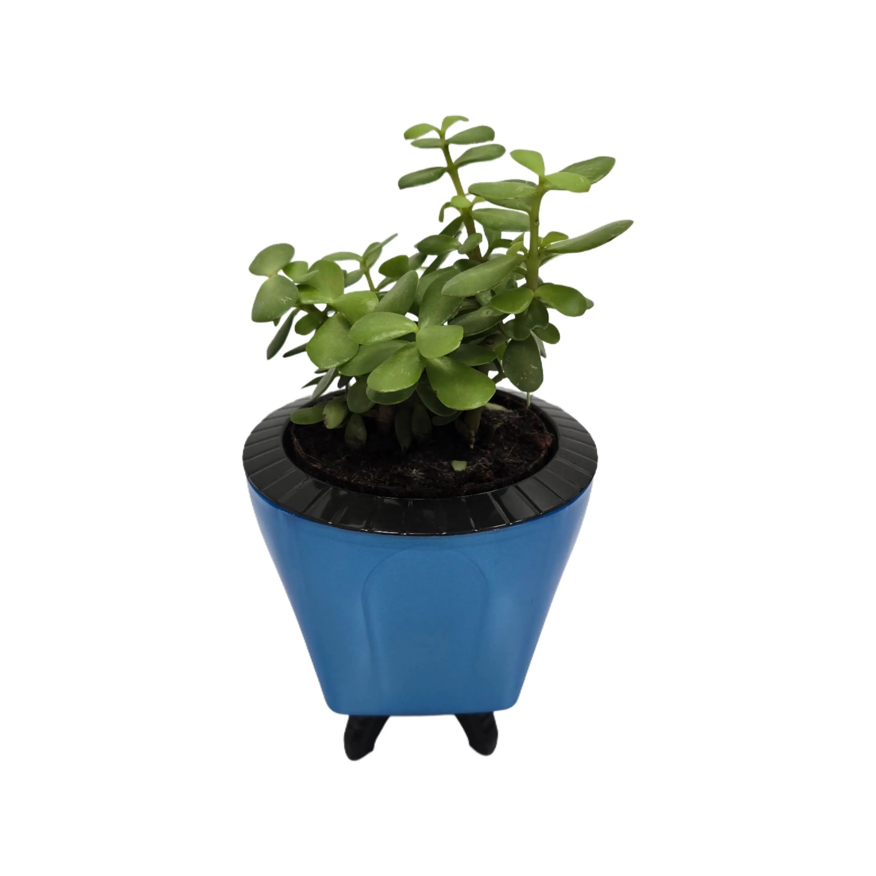 Enutrof Good Luck Jade Plant with Self-Watering Decorative Pot Enutrof Decor