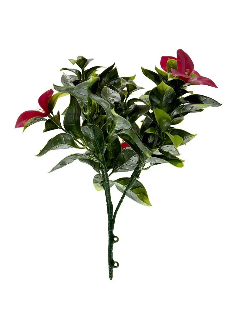 Gardenia Red Pot Plant | Pack of 3 My Store