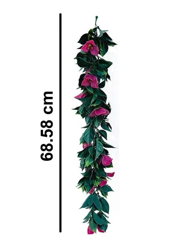 Parthenocissus Tricuspidata (Pack of 3) My Store