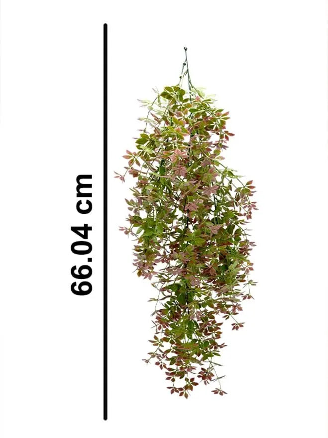 Gynostemma Pentaphyllum Hanging Bush (Pack of 3) My Store