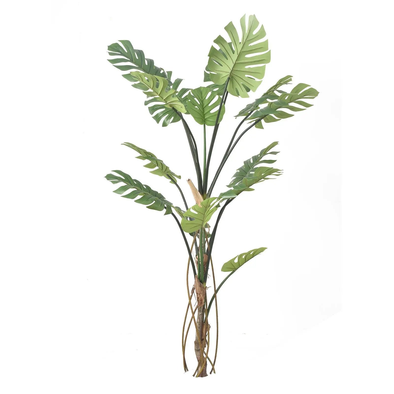 Monstera Tree (175 cm) My Store