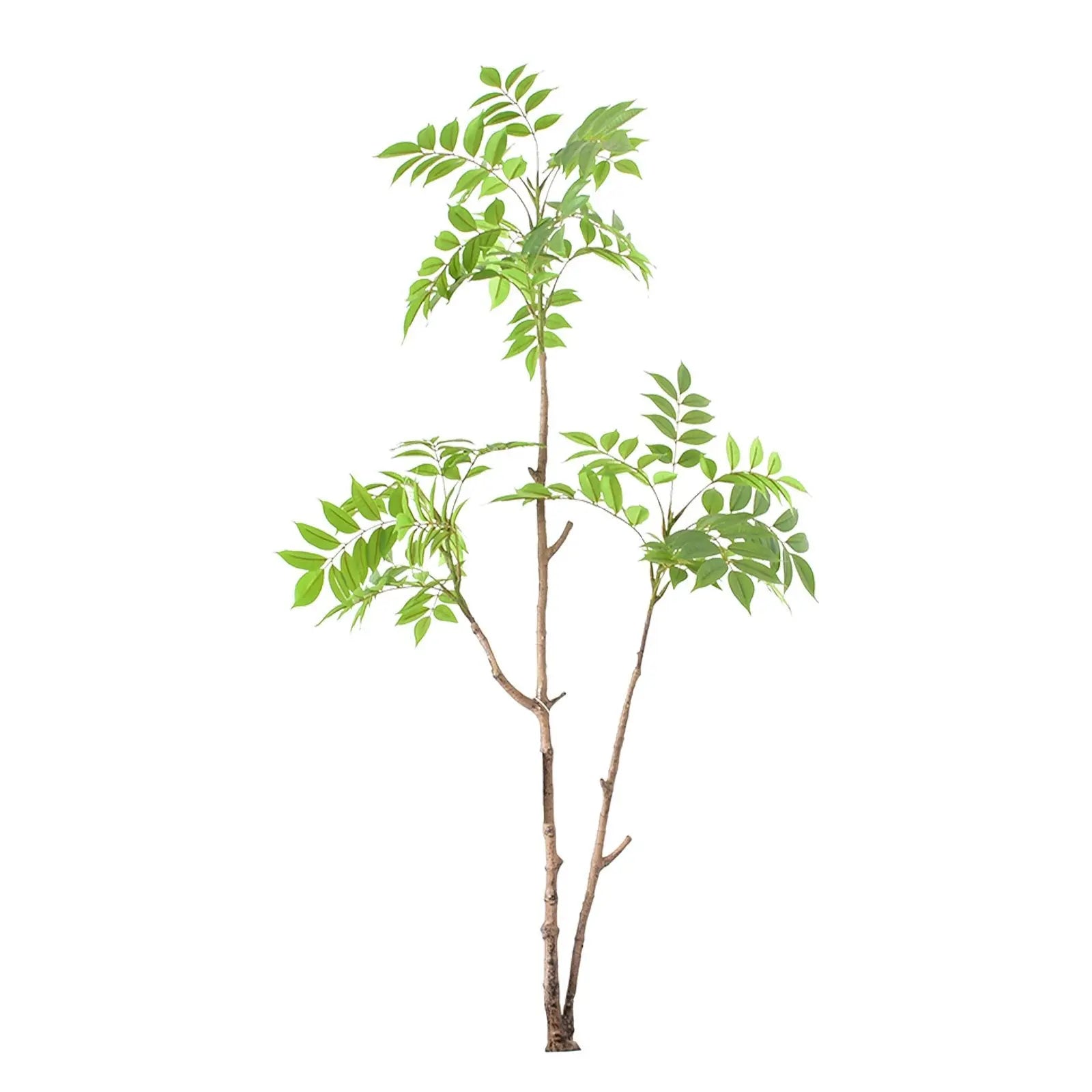 Pieris Formosa Plant (150cm) My Store