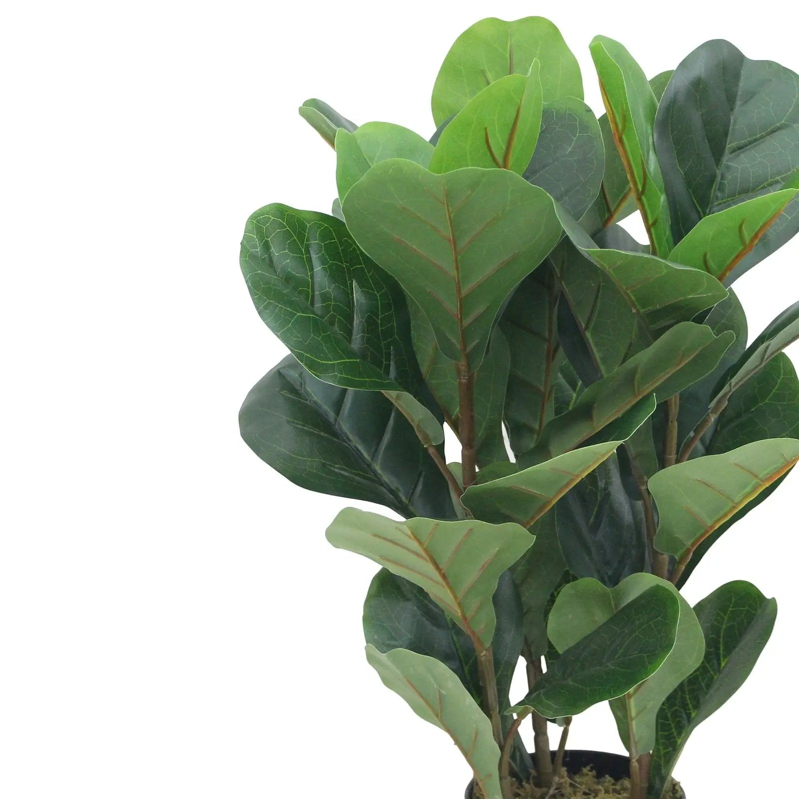 Fiddle Artificial Plants With Basic White Pot ||70cm Height My Store