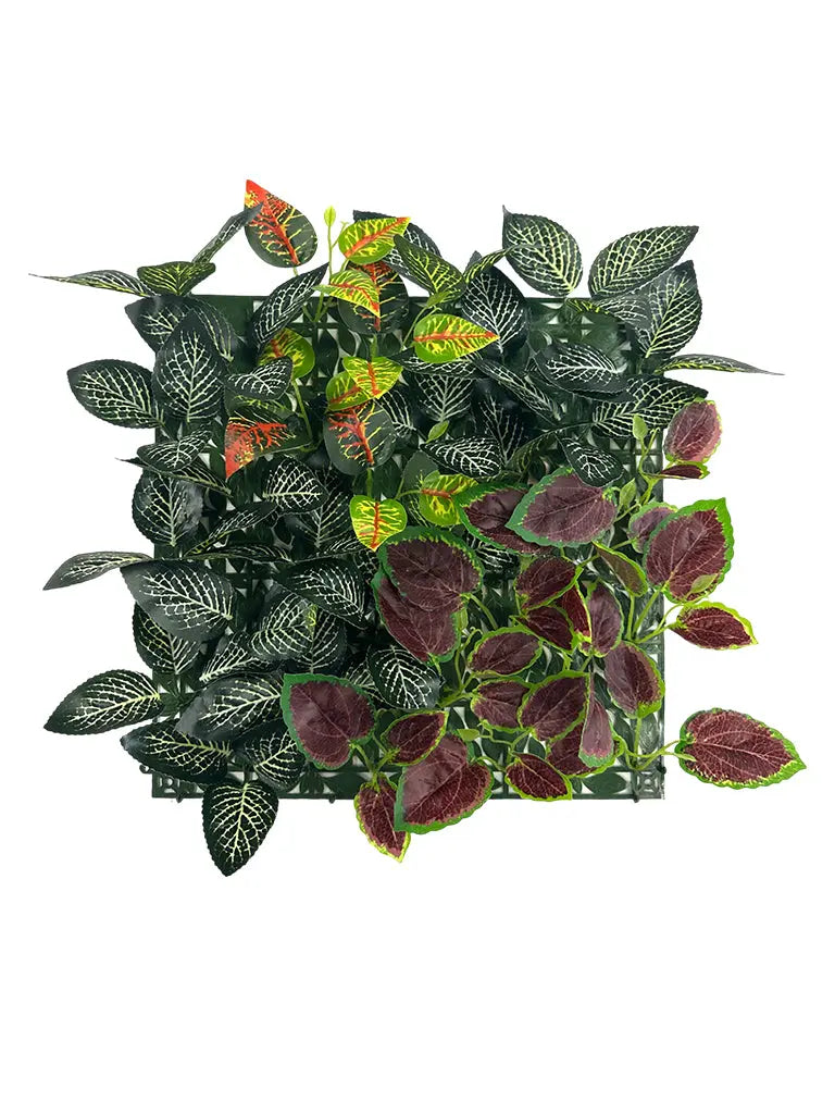Codiaeum Variegatum Pictum Mix Vertical Garden | Pack of 3 Enutrof Decor