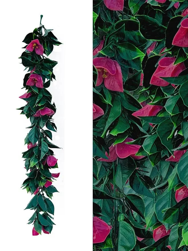 Parthenocissus Tricuspidata (Pack of 3) My Store