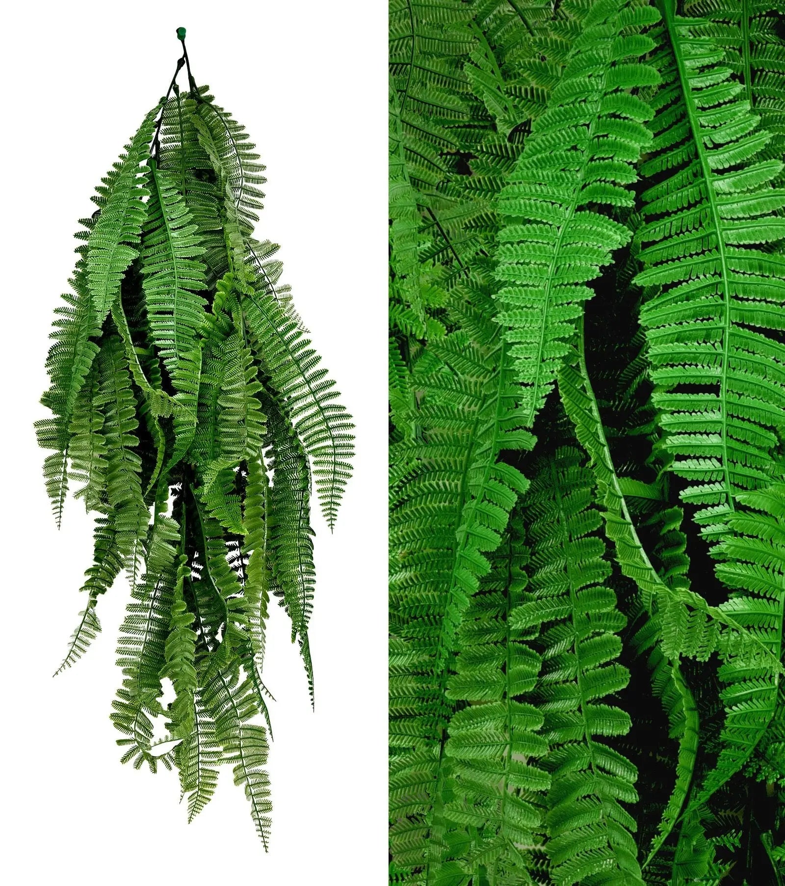 Boston Fern For Decoration (Pack of 3) My Store