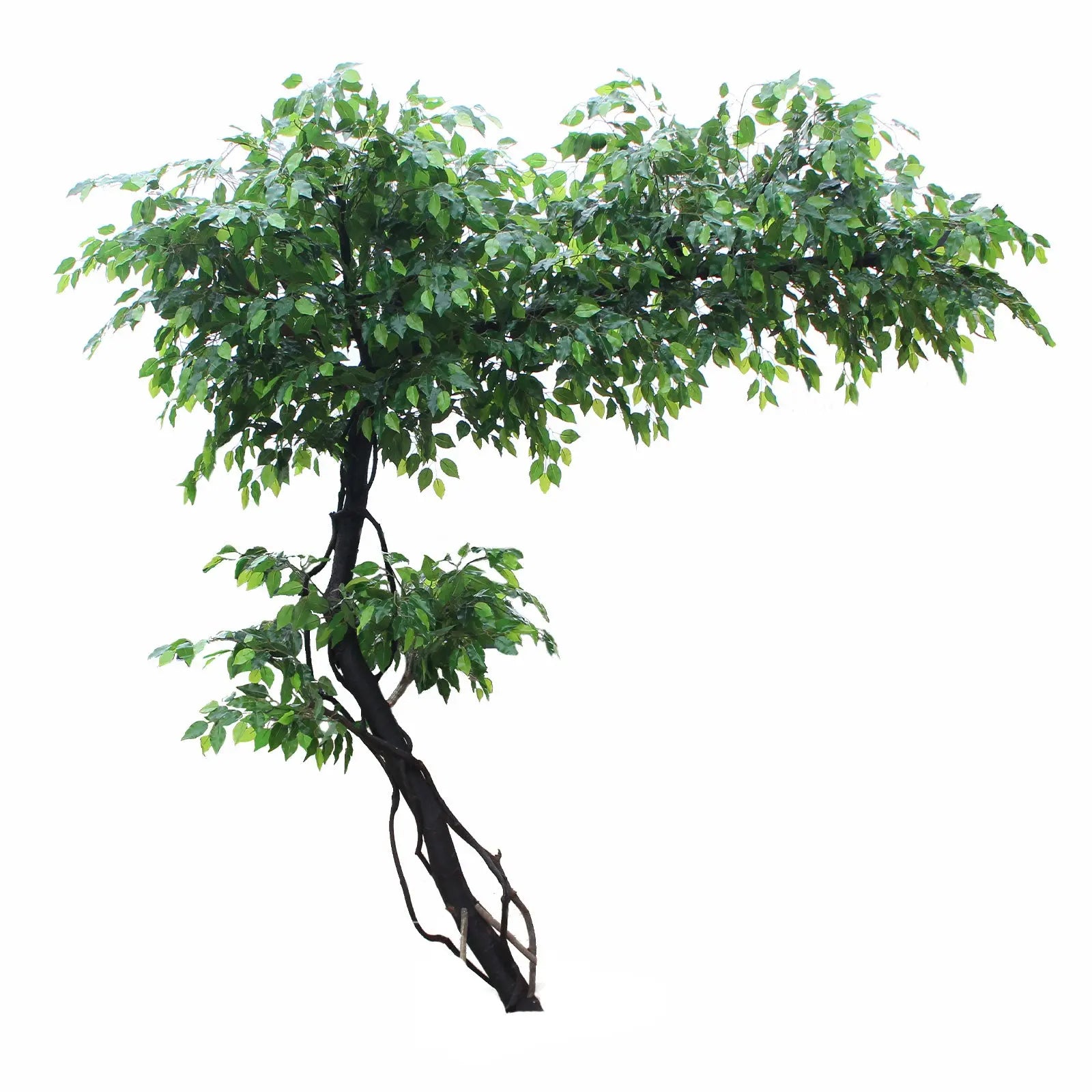 Tall Artificial Ficus Tree – 250 CM | Indoor Greenery Enutrof Decor