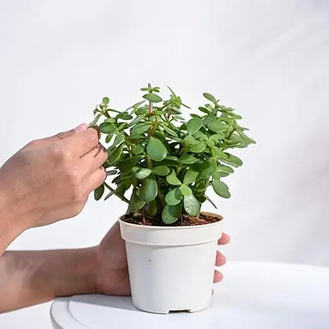 Enutrof Good Luck Jade Plant with Self-Watering Pot (Gro Pot) Enutrof Decor