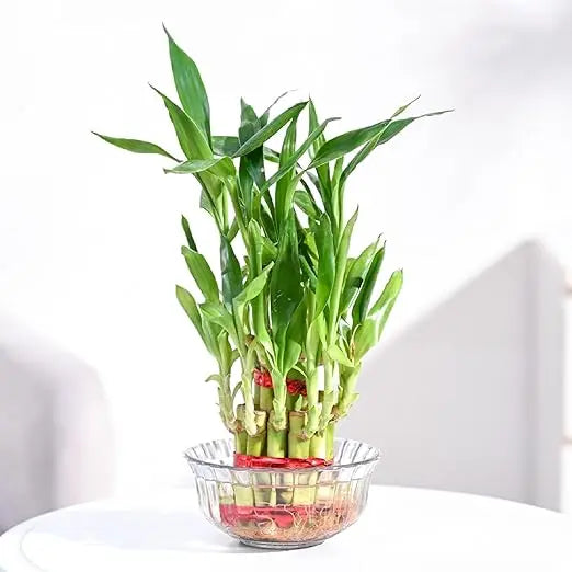 Enutrof Lucky Bamboo 2 Layer Feng Shui Plant – Green Color Enutrof Decor