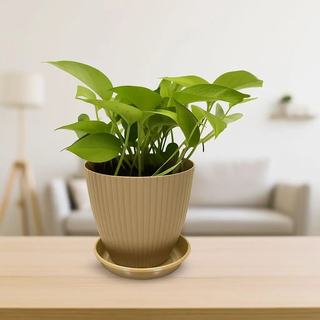 Money Plant with Rainbow Pot Enutrof Decor