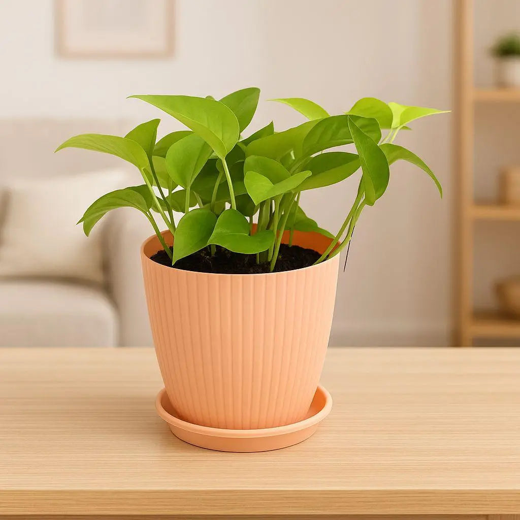 Money Plant with Rainbow Pot Enutrof Decor