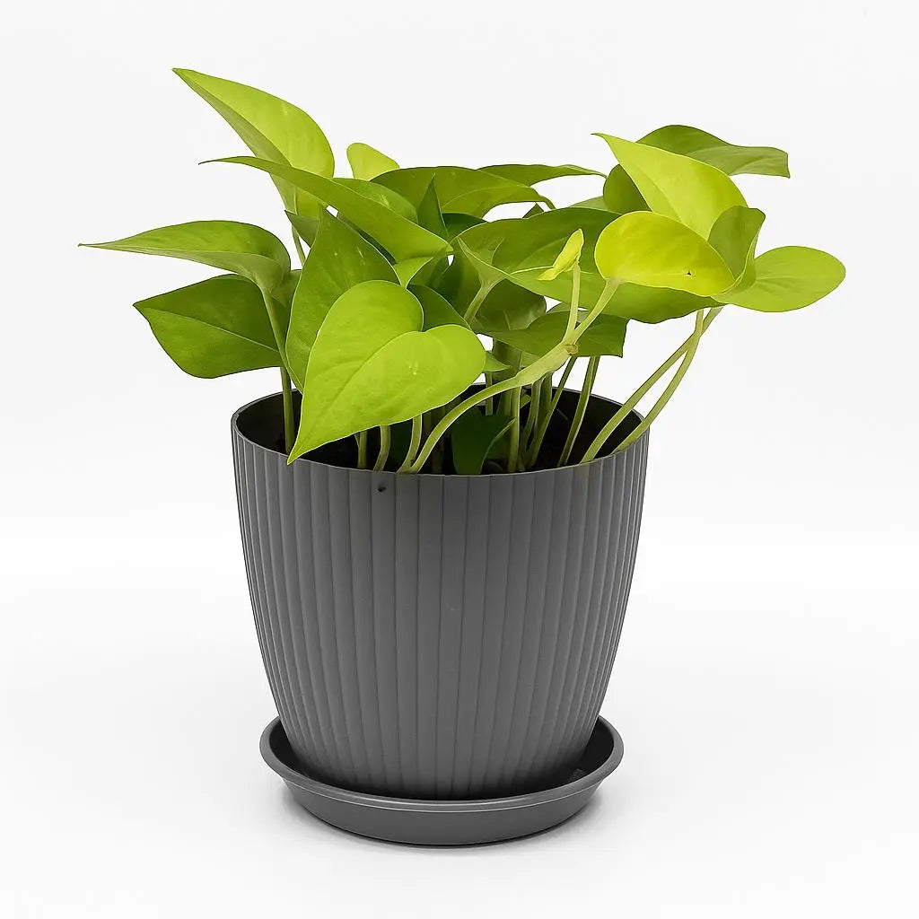 Money Plant with Rainbow Pot Enutrof Decor