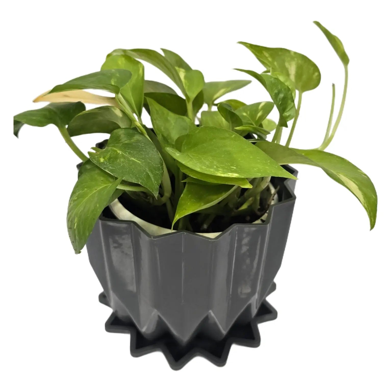 Enutrof Golden Money Plant Indoor with Self-Watering Flower Pot Enutrof Decor