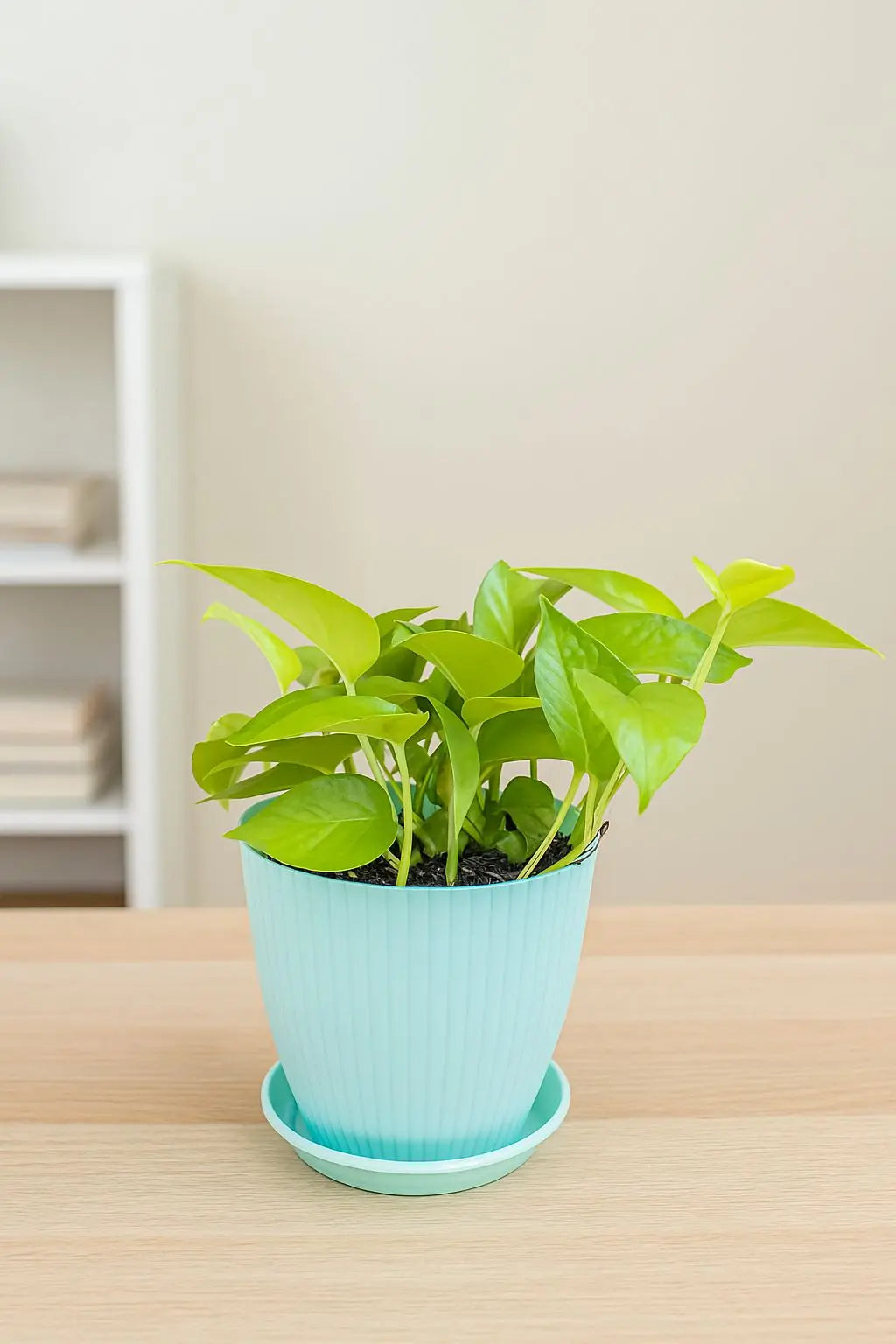 Money Plant with Rainbow Pot Enutrof Decor