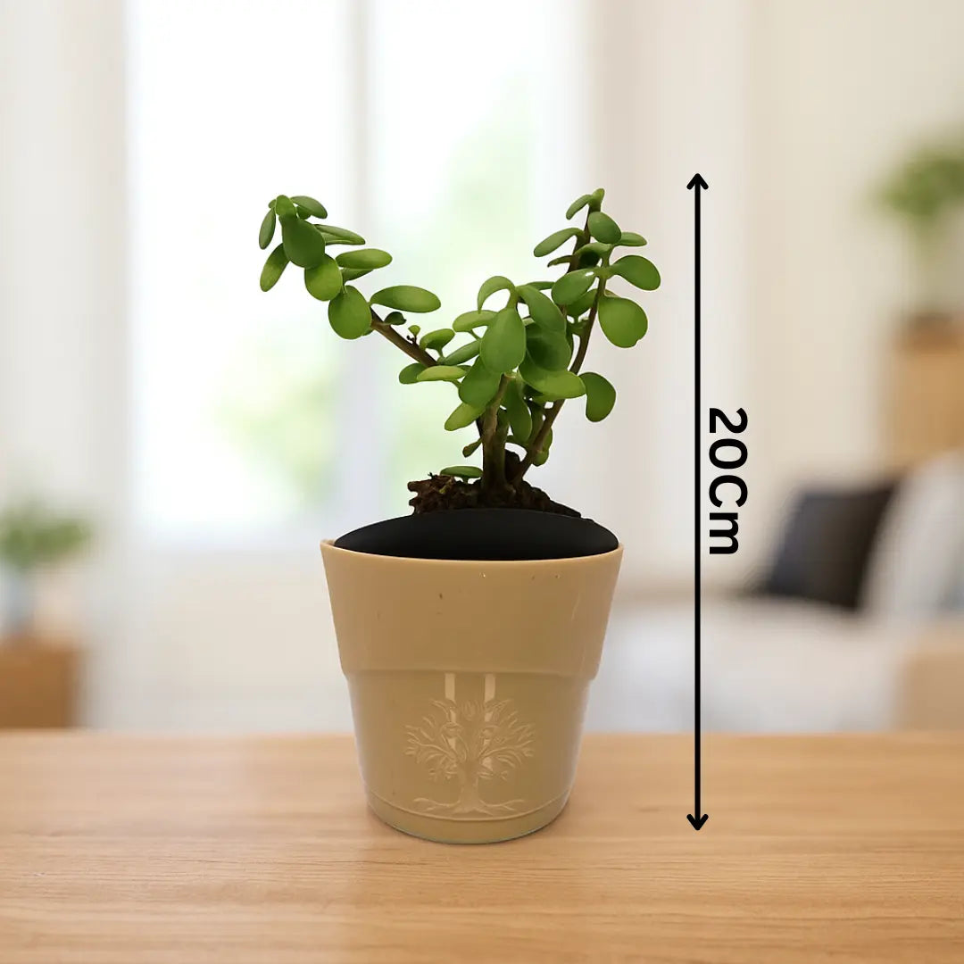 Enutrof Good Luck Jade Plant with Self-Watering Pot Enutrof Decor