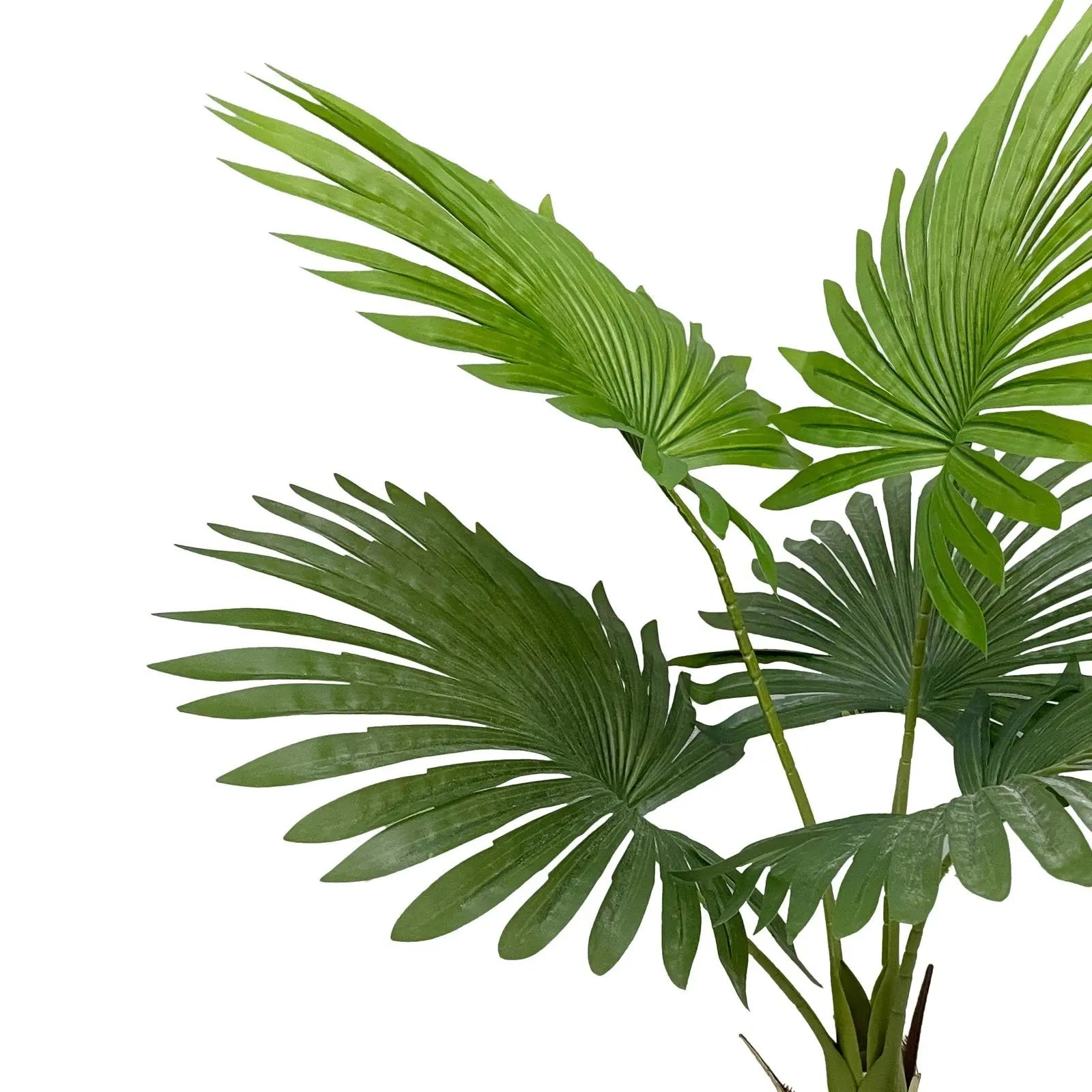 Umbrella Plant Artificial with White Pot (60 cm Height) My Store