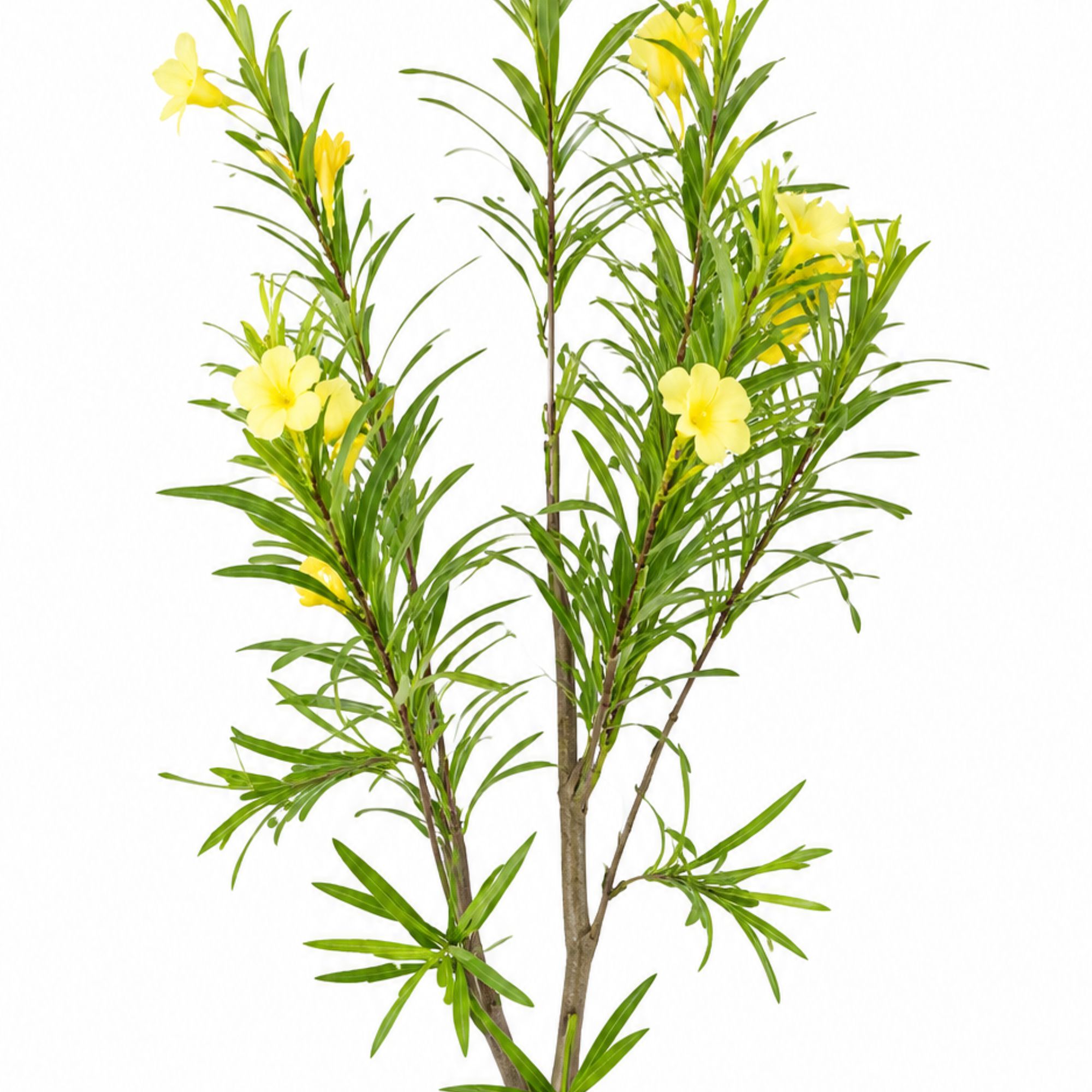 ENUTROF Artificial Yellow Flowering Oleander Tree – 120cm Fake Blooming Plant for Home Decor ENUTROF