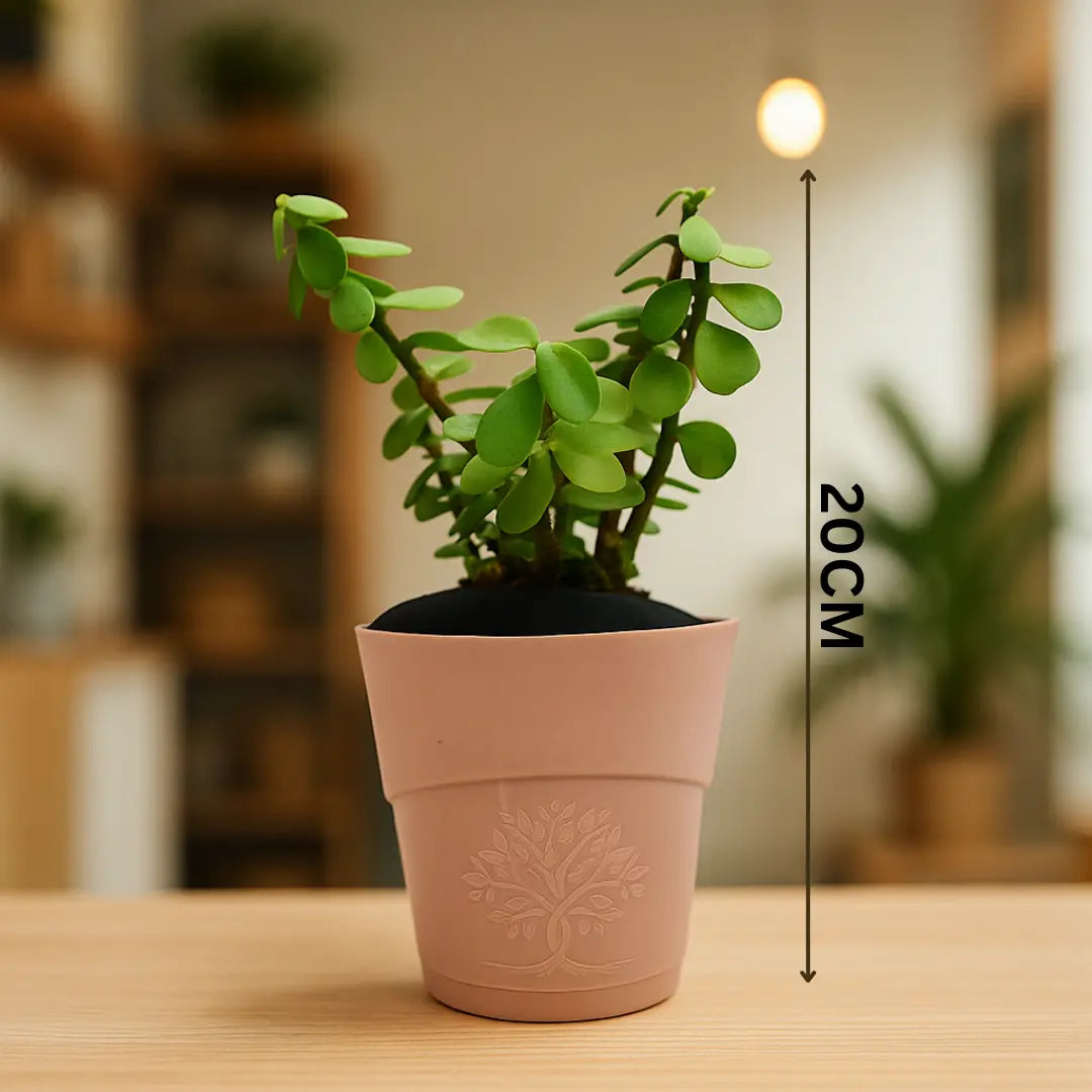 Enutrof Good Luck Jade Plant with Self-Watering Pot Enutrof Decor