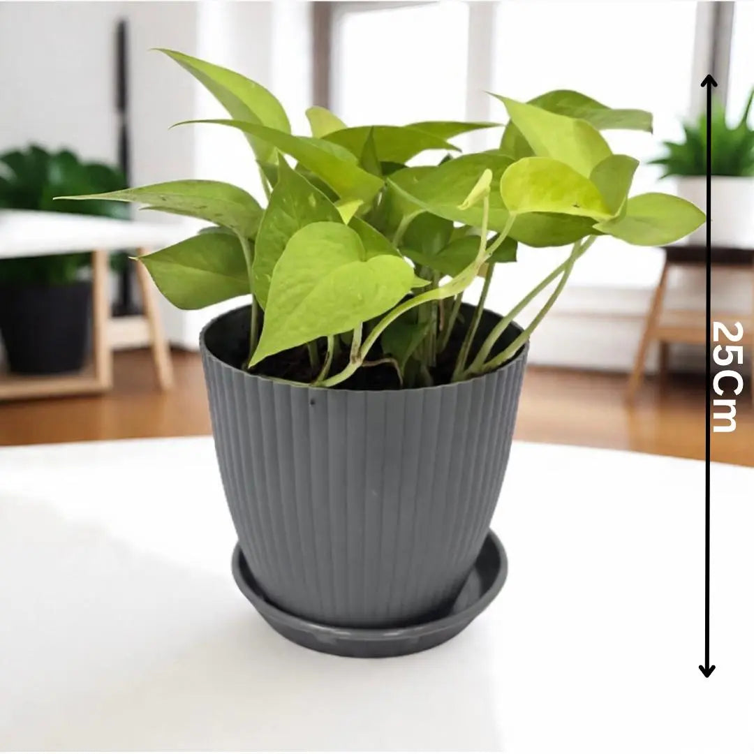Money Plant with Rainbow Pot Enutrof Decor