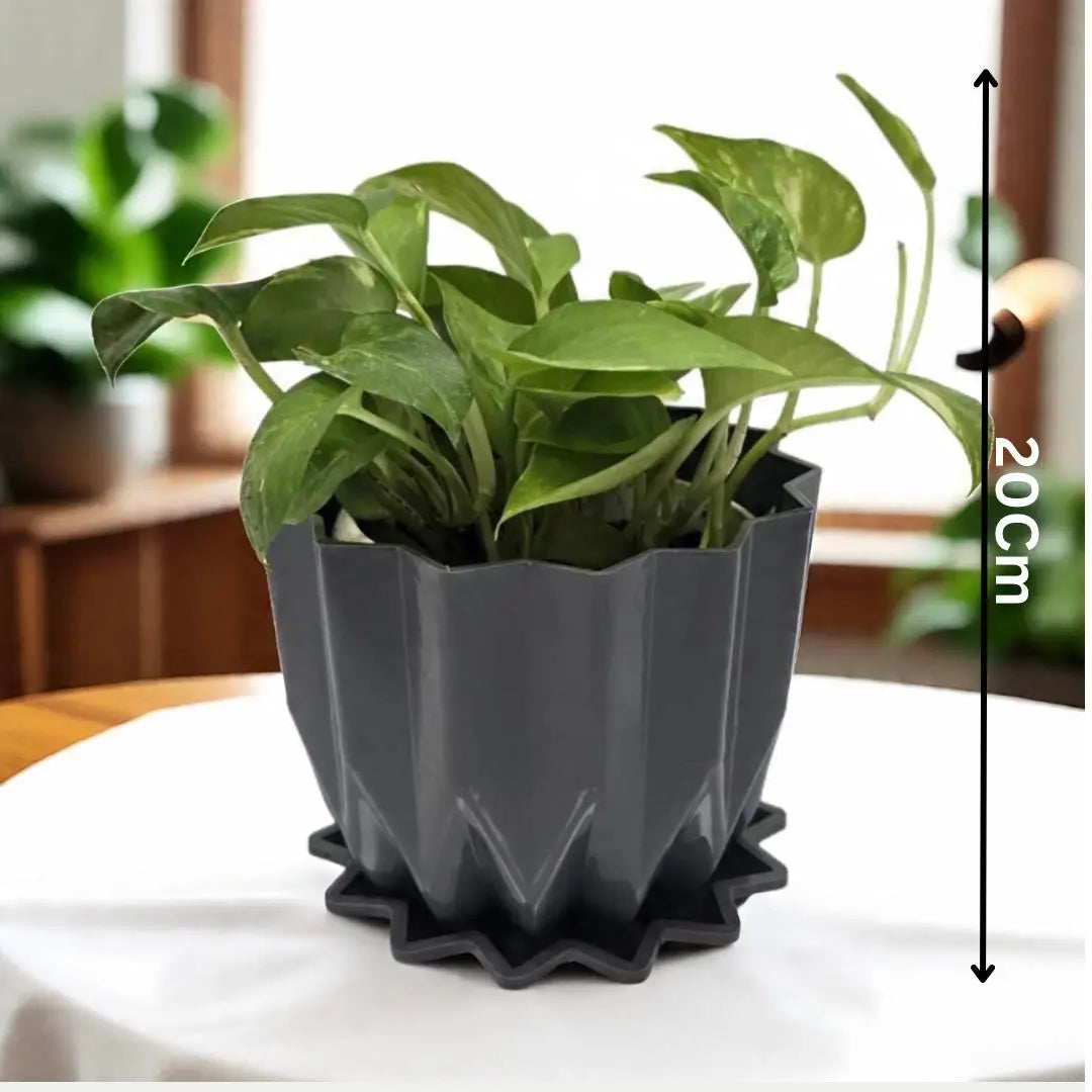 Enutrof Golden Money Plant Indoor with Self-Watering Flower Pot Enutrof Decor