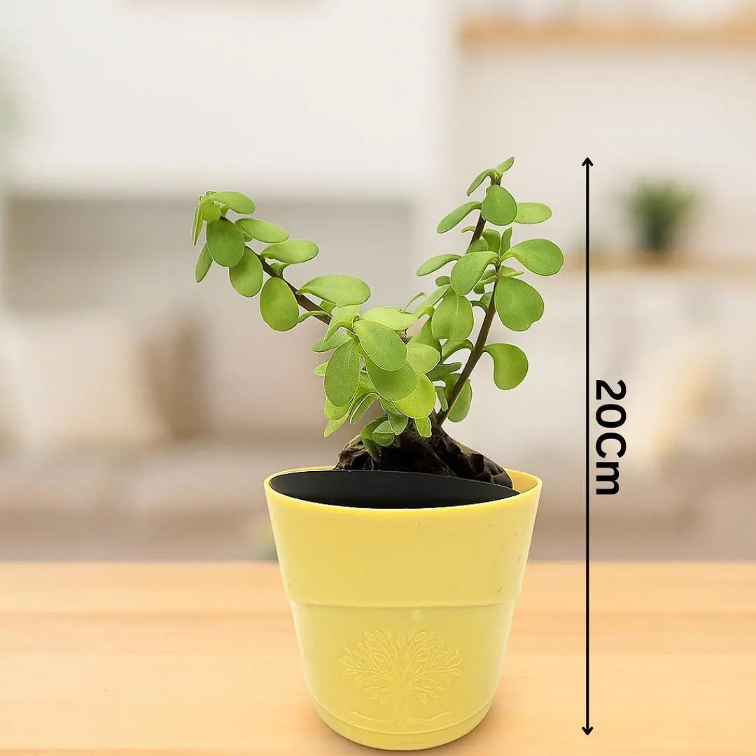 Enutrof Good Luck Jade Plant with Self-Watering Pot Enutrof Decor