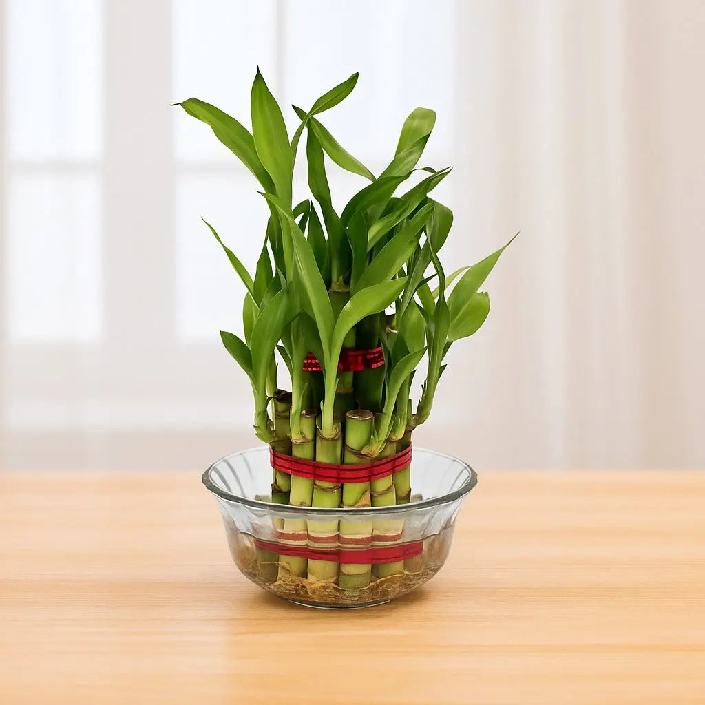 Enutrof Lucky Bamboo 2 Layer Feng Shui Plant – Green Color Enutrof Decor