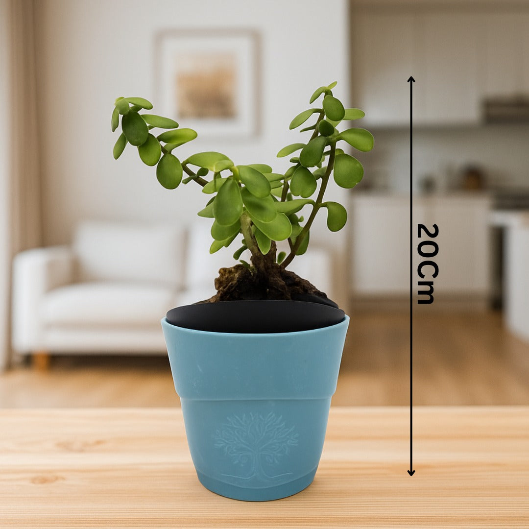 Enutrof Good Luck Jade Plant with Self-Watering Pot Enutrof Decor