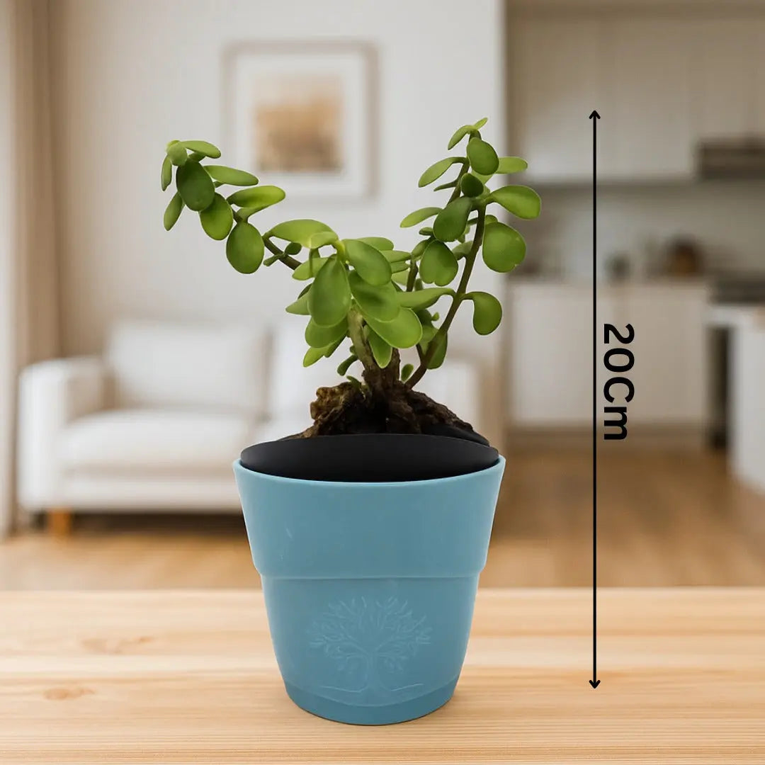 Enutrof Good Luck Jade Plant with Self-Watering Pot Enutrof Decor